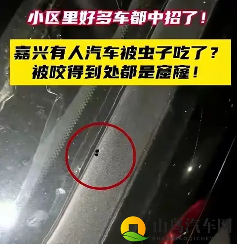 警惕!栾树下停车遭虫啃,新车满是窟窿-2