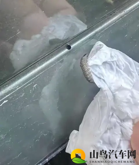 警惕!栾树下停车遭虫啃,新车满是窟窿-1