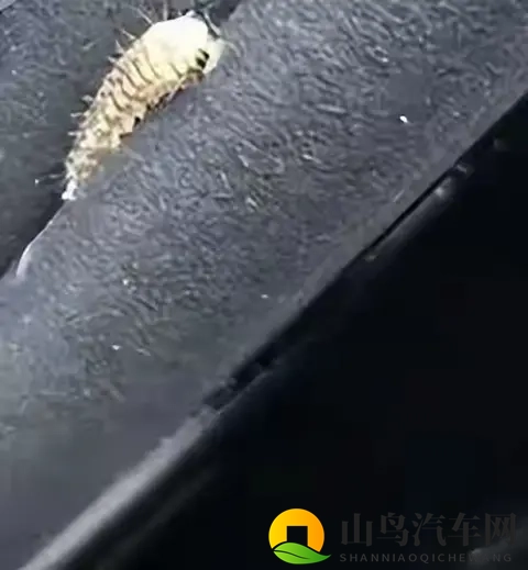 警惕!栾树下停车遭虫啃,新车满是窟窿-3