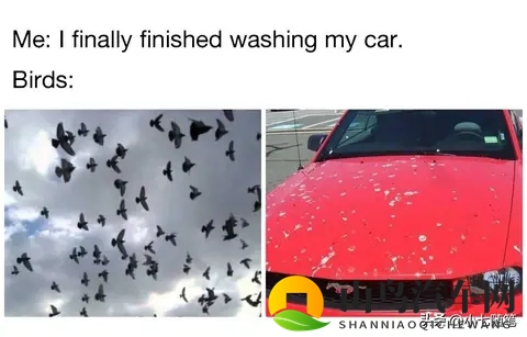 鸟真的会更喜欢在某些款式和颜色的车上拉屎吗?-3