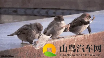 鸟真的会更喜欢在某些款式和颜色的车上拉屎吗?-2